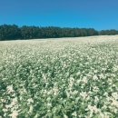 온평가 | 제주도 가을여행- 메밀꽃밭, 핑크뮬리 그리고 후기 좋은 제주도 독채민박 온평가