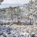 동백 - 영월군 봉래산로 7-8 | 동백