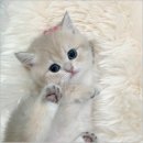 천안고양이 분양 퍼스트캣 본점 이미지