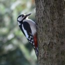 통큰딱따구리 이미지