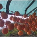 꽃피는산골민박 이미지