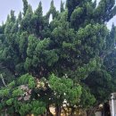 화진리 구진마을 앉은 줄다리기 이미지