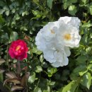 월드컵경기장역(6) 이미지