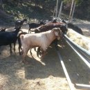 친환경 염소농장 이미지