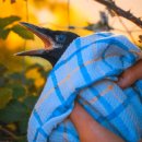 강원대학교 야생동물구조센터 이미지