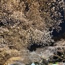 CU 동선대로점 | 과천 렛츠런파크 경마공원 마시멜로 벚꽃축제 후기 야경 먹거리 방문 꿀팁 일정 정리