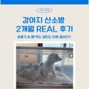 Pro켄넬 | 강아지 산소방 2개월 리얼후기 : 호흡기 폐 약도 끊고 검진도 안갑니다.