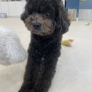 독 블레스 유 | 독블레스유 단기 알바 후기:) 당근에서 구함!