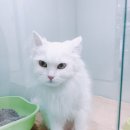 미자애견 이미지