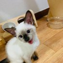 참동물병원 이미지