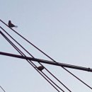 이찌방 초밥 이미지