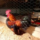 게임잉글리쉬 이미지