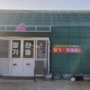 순농장 | 원동 매화마을 딸기 내돈내산 구매 후기｜무작정 가면 못 사는 백화점 납품 딸기(양산순이네농장)