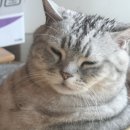 옹식구 이미지