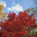 계룡산둘레길 계룡산갑사 단풍 절정시기 생생포토 이미지