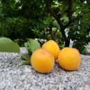 화령농장 이미지