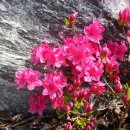 숲속마을 이미지