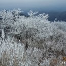 죽장 두마리 환종주(곰바위산- 베틀봉- 면봉산- 작은보현산- 애미산) 이미지