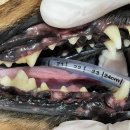 강남종합동물병원 | 강아지치과, 애견치과, 강남예치과 동물병원, 동물치과전문 스케일링 내돈내산 후기