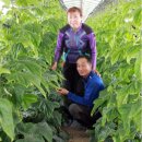 김영희농장 이미지