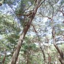 제8회 하동섬진강문화재첩축제 | 하동 송림공원 - 8회 하동 섬진강 문화 재첩축제