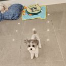 호야애견 이미지