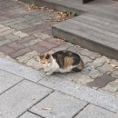 천하보쌈