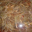 울진대게 이미지