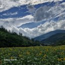 태백 해바라기 축제(2024.7.21) 이미지