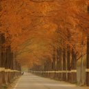 가로수길 이미지