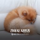 헬릭스동물암센터 이미지