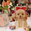 해피앤댕 이미지