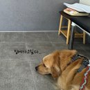 로얄동물병원 | 서울동물병원 | 서귀포 동물병원 | 진료받은 후기 (주차)