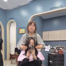 미용실잇다 | 필리핀클락 아리아미용실 디하이츠 한인미용실 가격 영업시간 후기