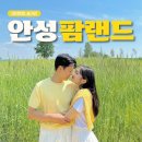 대신목장 | 안성팜랜드 5월 안성 가볼만한곳, 호밀밭축제 입장료 할인 및 동물 체험 후기