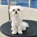 멍개구름 이미지