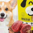 명랑견생 이미지