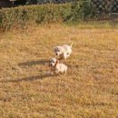 프리미엄 켄넬 이미지