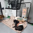 지켜줄개 | 도로시지켜줄개 유기견 봉사 후기 (2025.12.31. 오후)