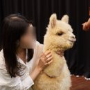 알파카월드 이미지