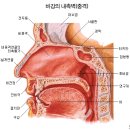 uvula 목젖/연구개 이미지