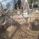 사과 대추 <b>샤인</b>머스겟 포도 단석류 식재방법 및 모든...