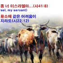 믿음으로 고난을 덮어 버리자!(사41:8-14) 이미지