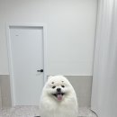 댕스티니 이미지