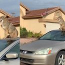 개인생활펫 이미지