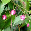 베르베리돕시스 베클레리 [Berberidopsis beckleri] 이미지