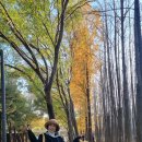 서울숲 은행나무길 이미지