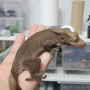 라피스게코 이미지