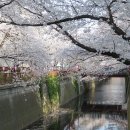 도쿄 벚꽃 명소 TOP10 이미지