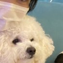 오르치그로치 이미지